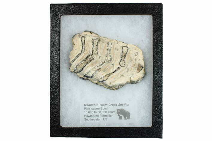 Mammoth Molar Slice With Case - South Carolina #291142